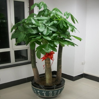 【成都植物租賃】發財樹